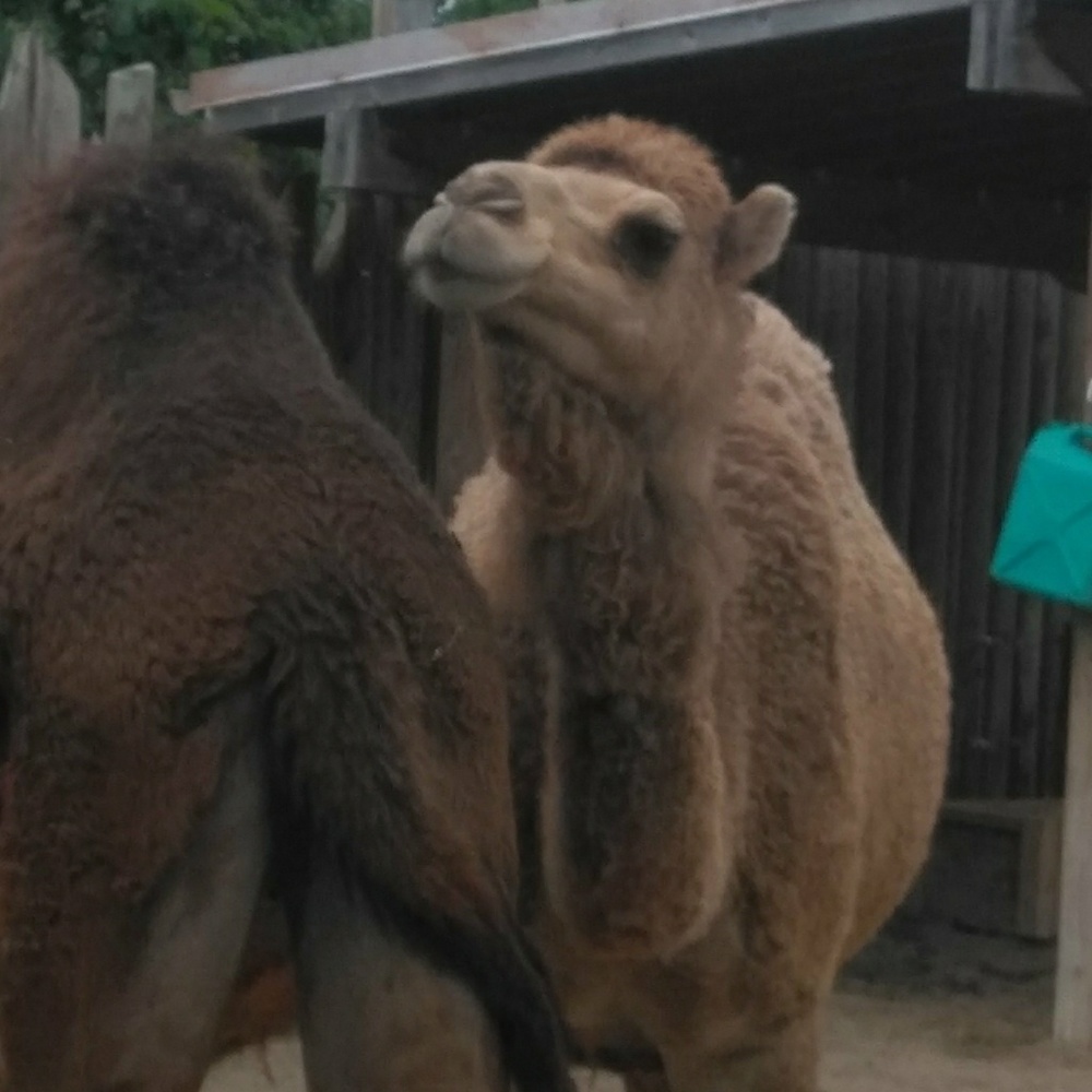 Meet your Posher, Makayla